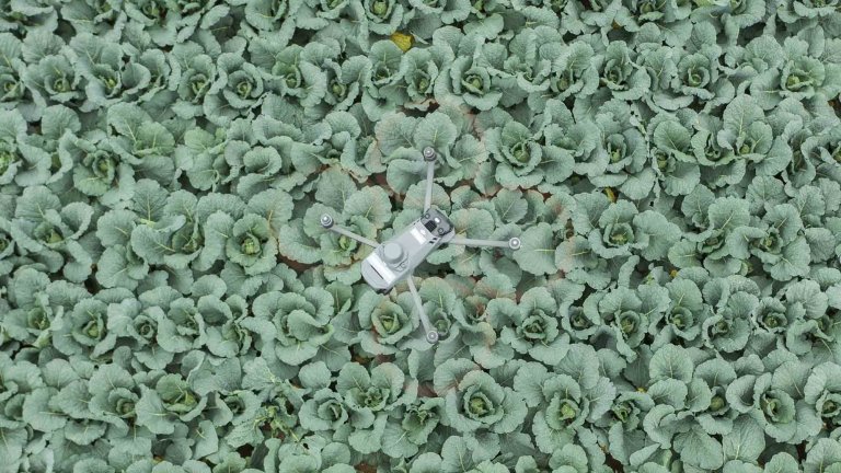 An aerial image looking down on a drone surveying a field of cabbage.