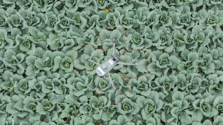 An aerial image looking down on a drone surveying a field of cabbage.