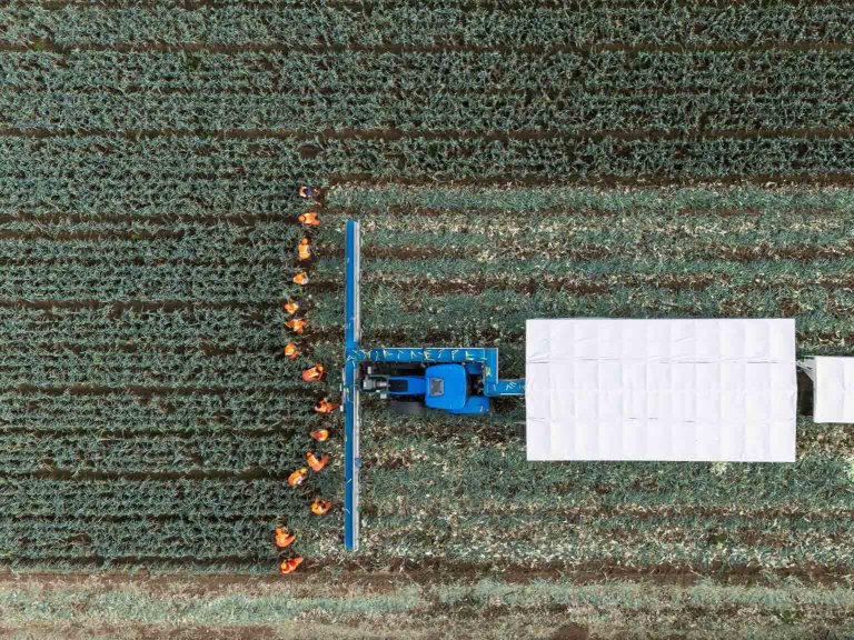 A drone image of farm workers picking leeks in a field as they are followed by a tractor and mobile sorting station.