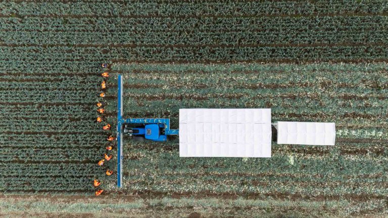 A drone image of farm workers picking leeks in a field as they are followed by a tractor and mobile sorting station.