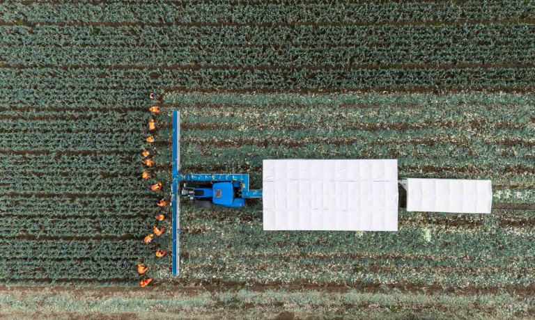 A drone image of farm workers picking leeks in a field as they are followed by a tractor and mobile sorting station.